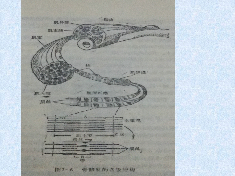 肌肉生物力学1讲解_第3页