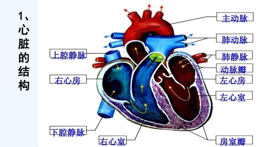 2017年秋九年级科学上册 4.3 体内物质的运输（第2课时）心脏和血管教学 （新版）浙教版_第5页