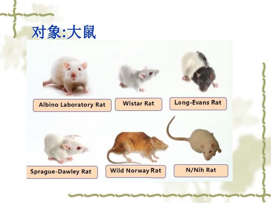 神经行为学检测方法资料_第5页