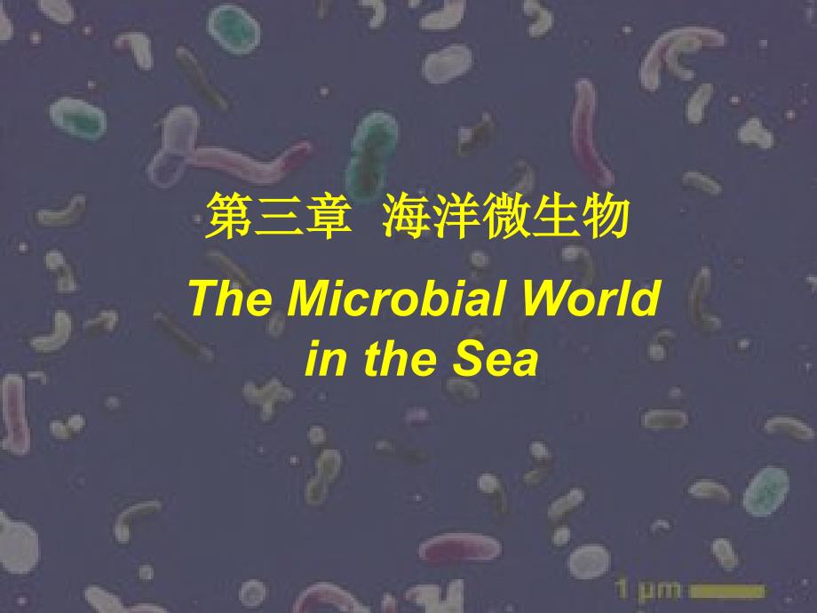 海洋微生物讲解_第1页