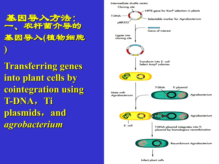 基因转化方法与转基因植株鉴定._第3页