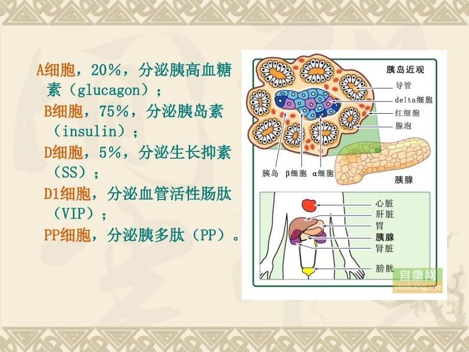 药理学——3降糖药_第5页