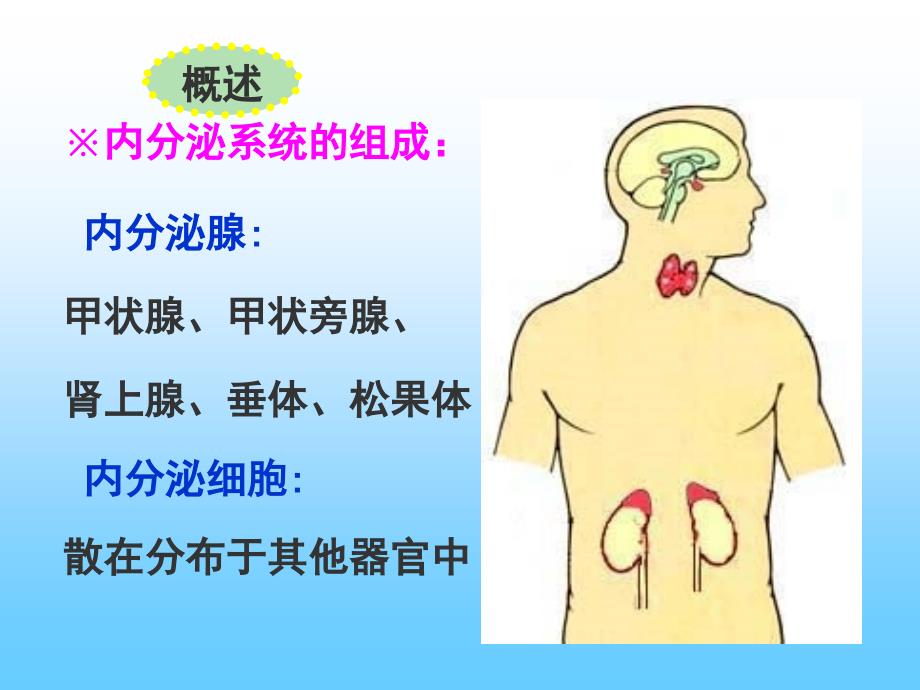 组织学与胚胎学内分泌系统资料_第3页