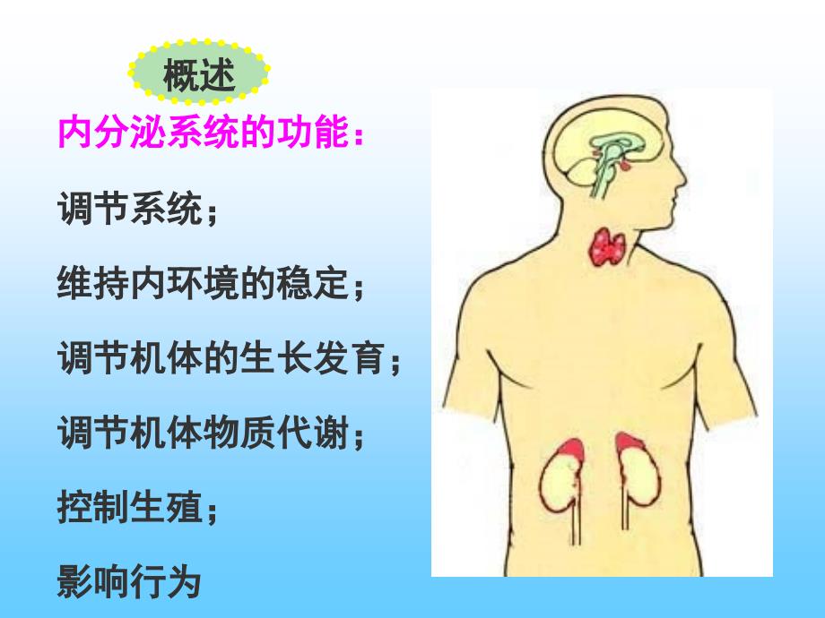 组织学与胚胎学内分泌系统资料_第4页