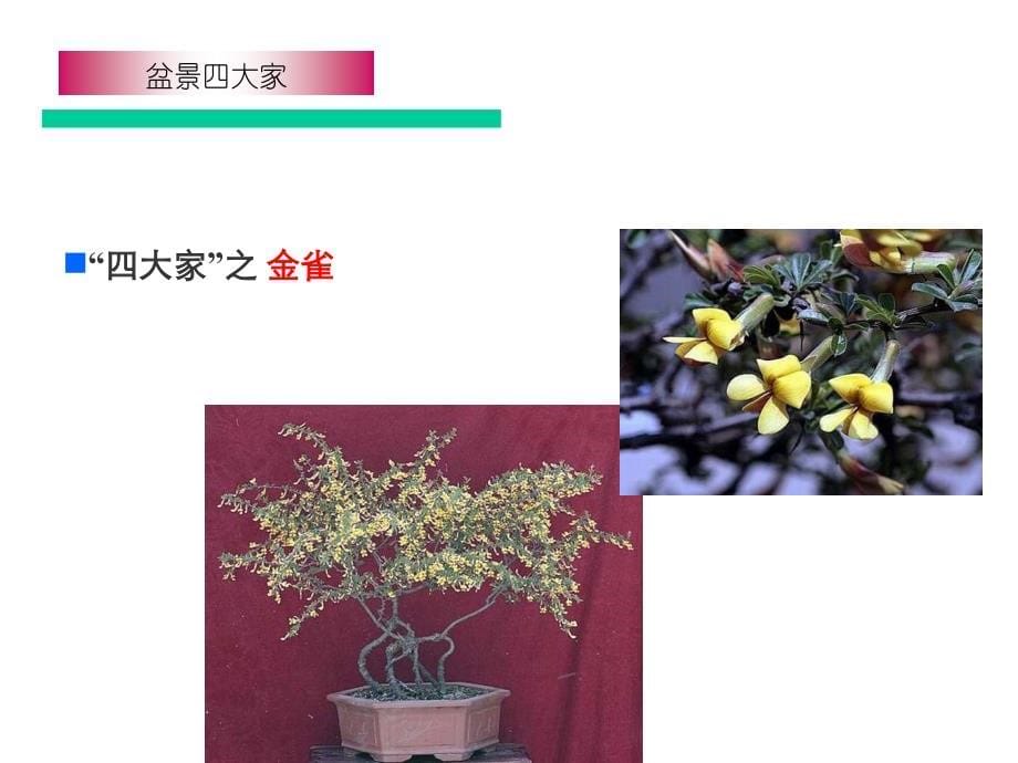 盆景植物艺术讲述_第5页