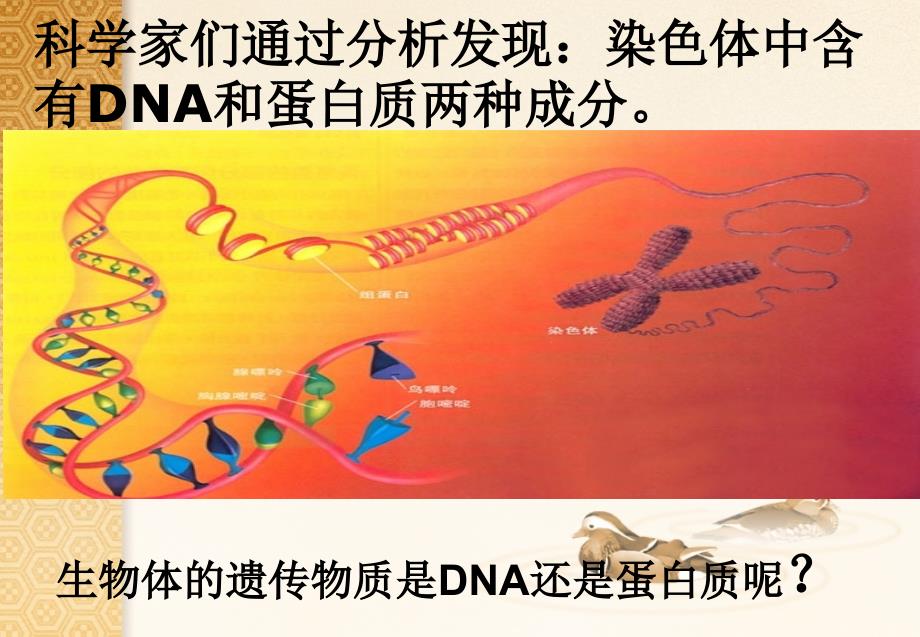 高二生物课件：必修二-第三章-第一节-DNA是主要的遗传物质正式_第2页