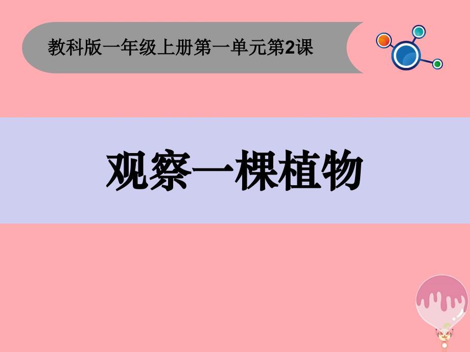 2017一年级科学上册 1.2 观察一棵植物课件1 教科版