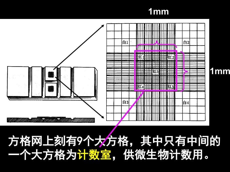 酵母菌种群数量的变化讲述_第5页