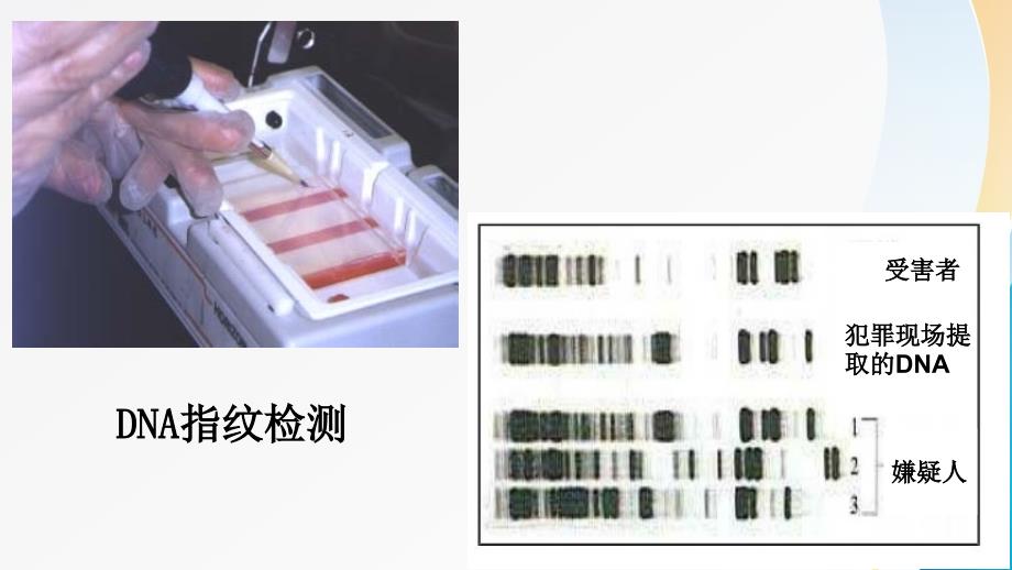 高中生物必修一--2.3遗传信息的携带者-核酸_第3页