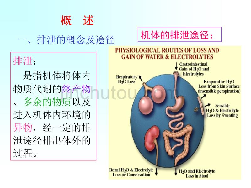 生理学--肾脏的排泄._第2页