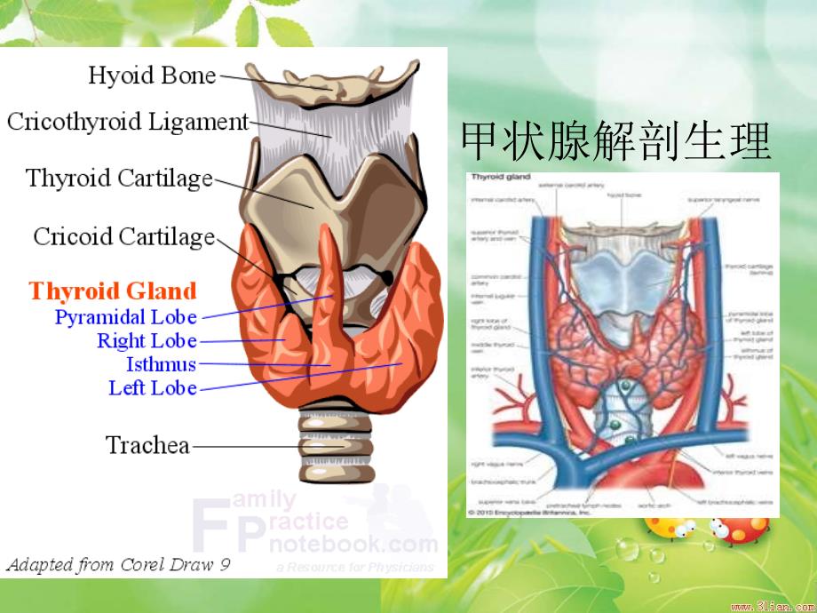 甲状腺围手术期护理资料_第4页