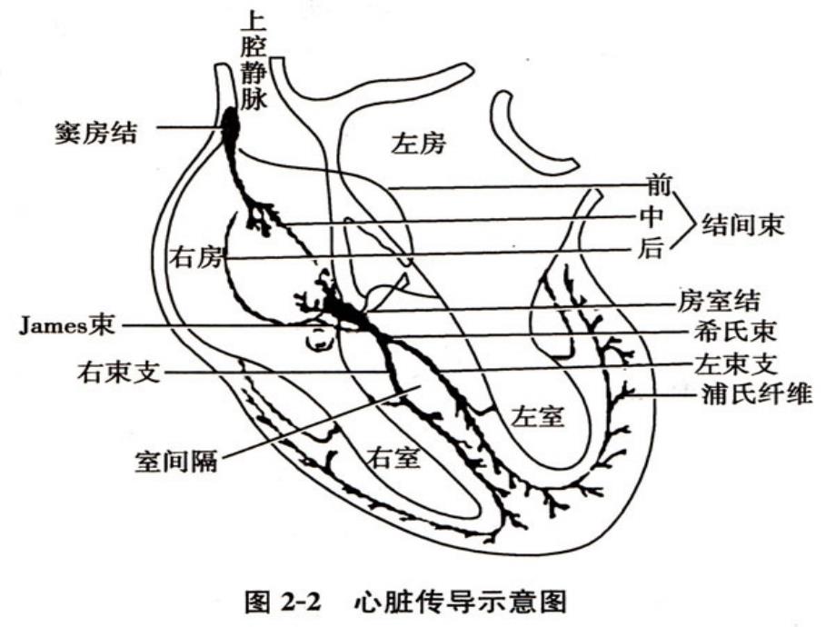 临床常见心律失常心电图波形._第4页