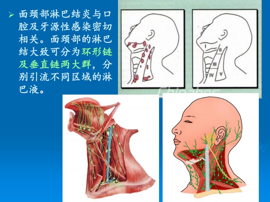 第五节面颈部淋巴结炎、面部疖痈、口腔颌面部特异性感染_第3页
