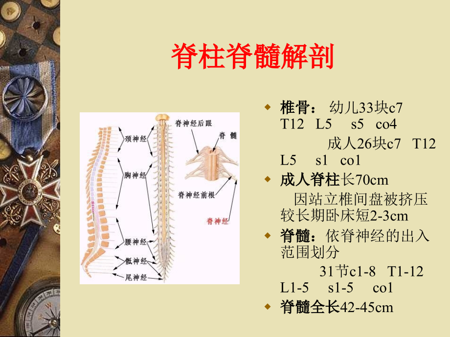 脊髓解剖与损伤教程_第4页