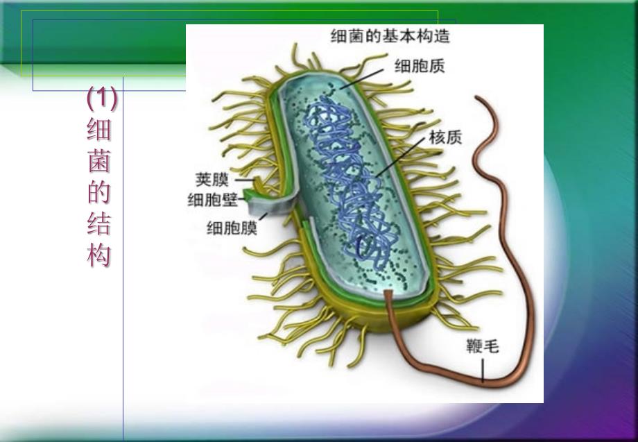 发酵技术 第二章 菌种的选育、保藏与培养1综述_第3页