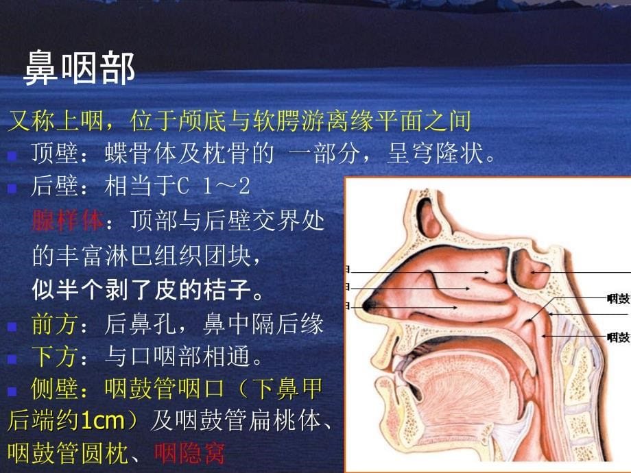 咽的应用解剖和生理_第5页