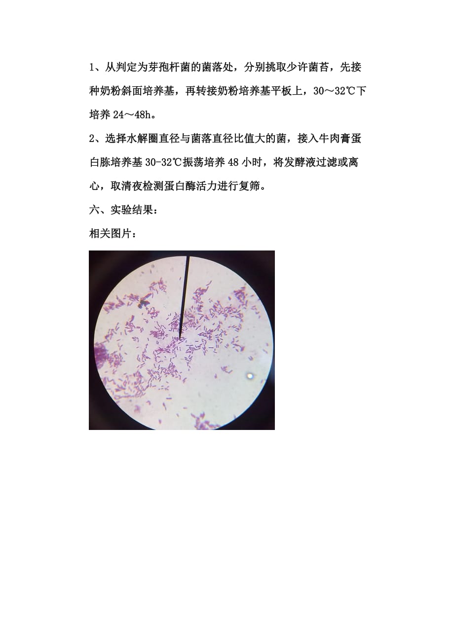 蛋白酶产生菌的筛选_第4页