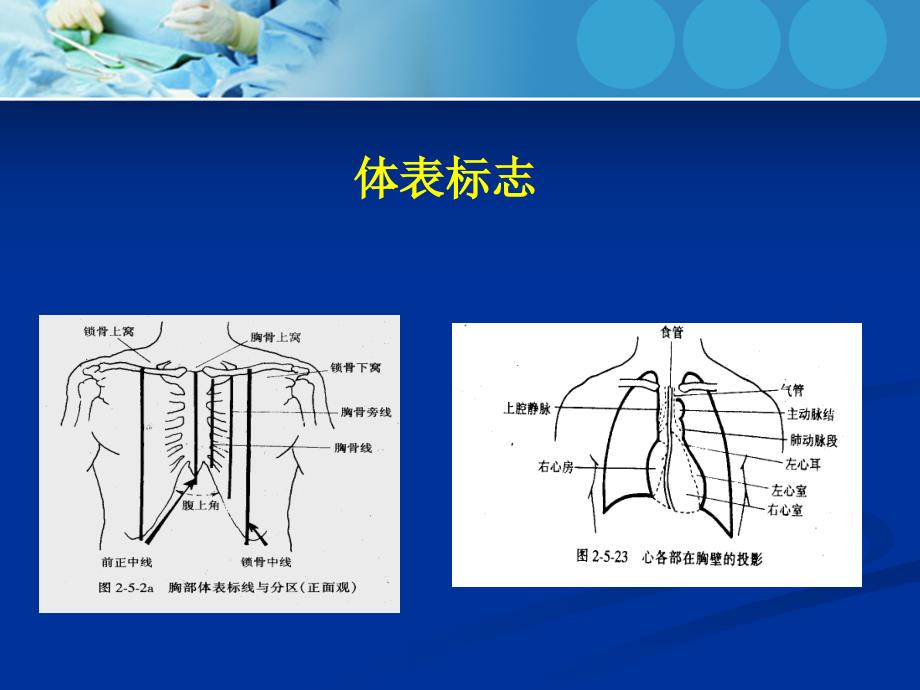 心内科体格检查综述_第3页