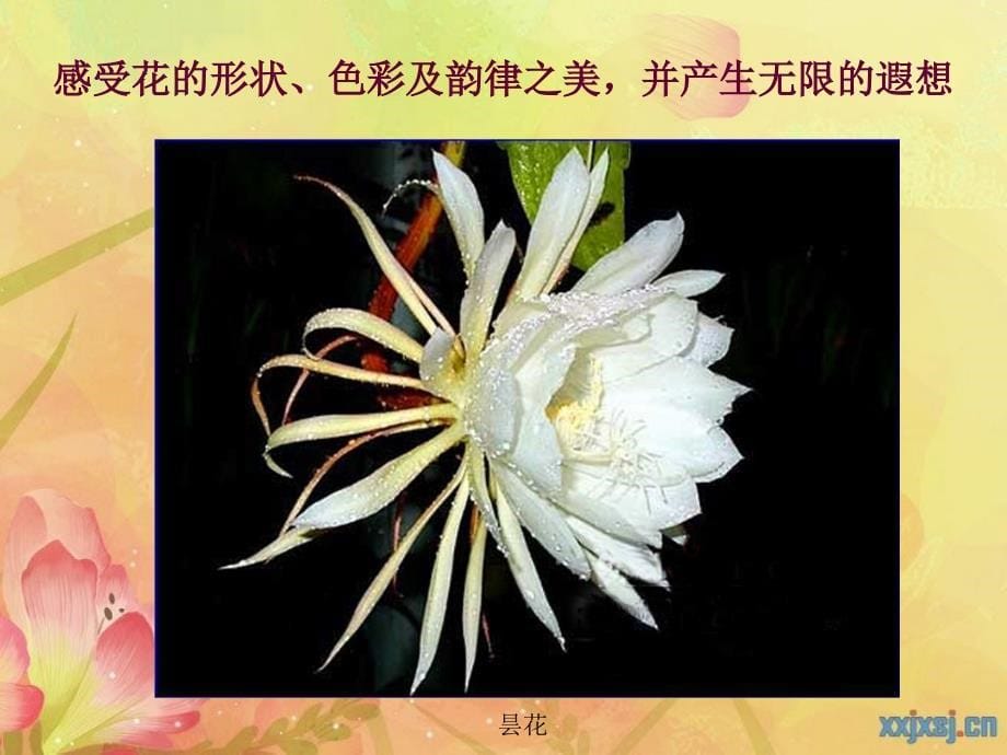 七年级美术下册第三课花卉装饰画.ppt._第5页