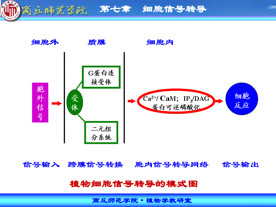 第七章细胞信号转导_第4页