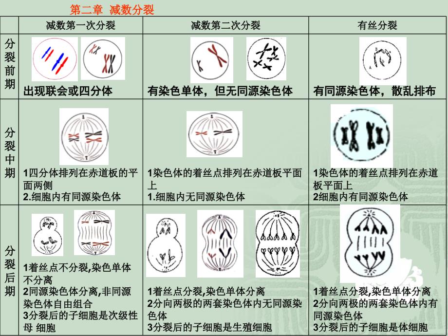 必修二遗传与进化知识强化提纲讲述_第4页