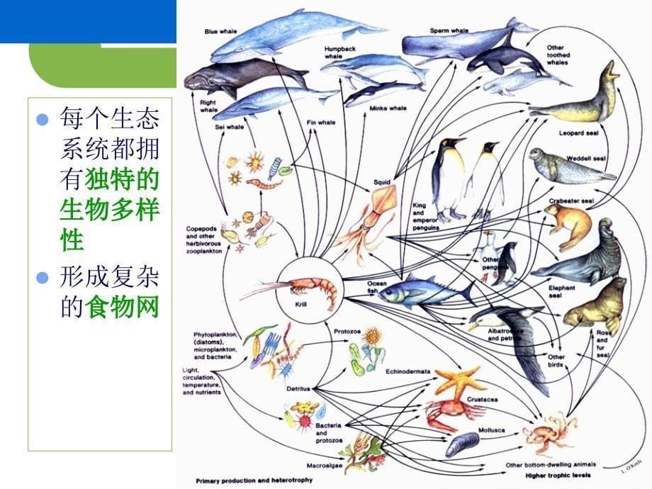 生物入侵的危害+._第5页