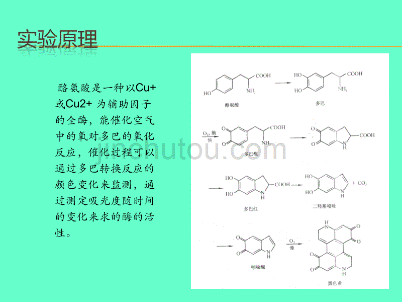 酶的种类,活性及影响因素._第4页