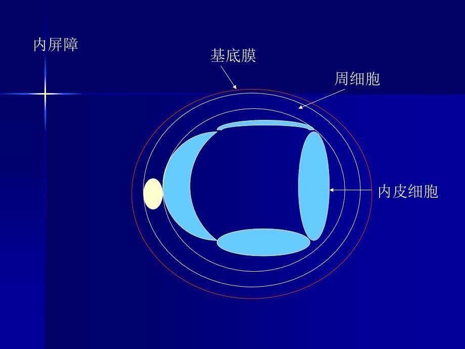 眼底荧光血管造影术泛论[新版]_第5页