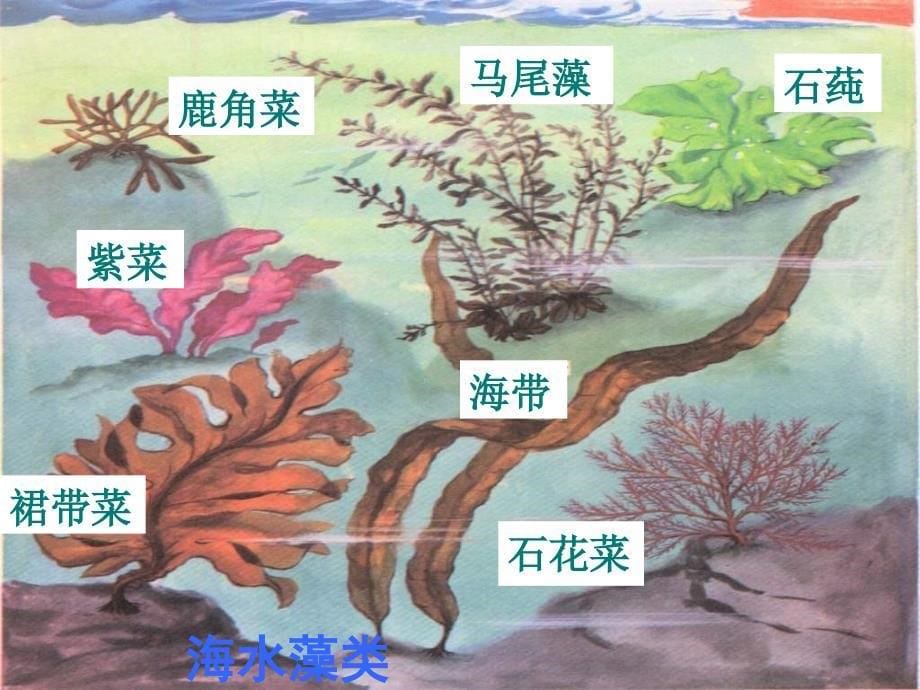 生物：102《水中的藻类植物》(苏科版七年级下)综述_第5页