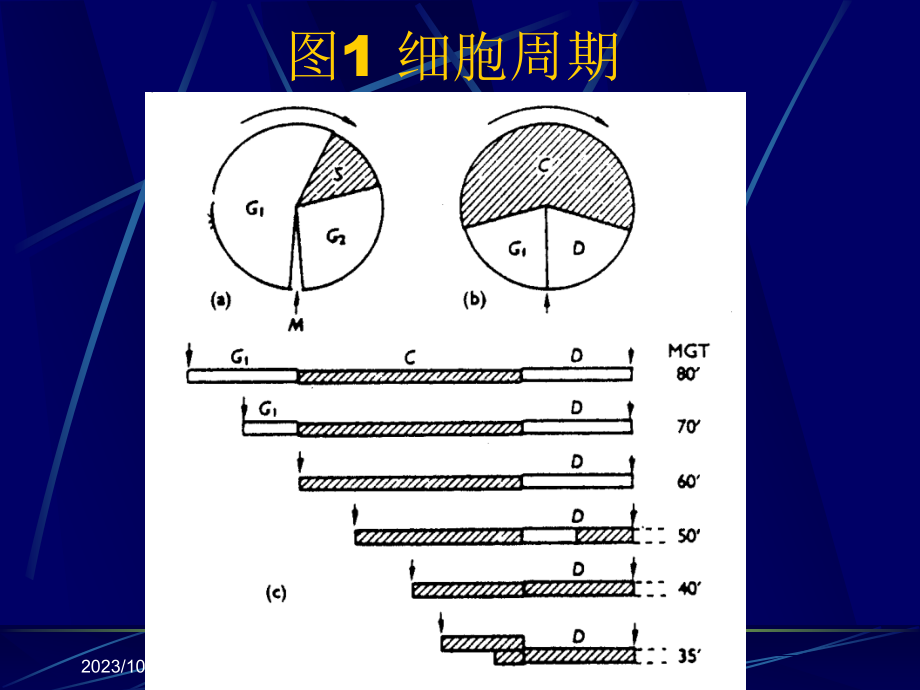 微生物生长与调节3_第4页