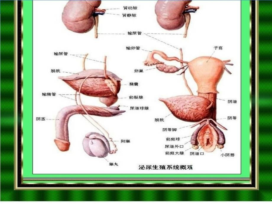 青春期教育《关注男生青少年健康》课件_第5页