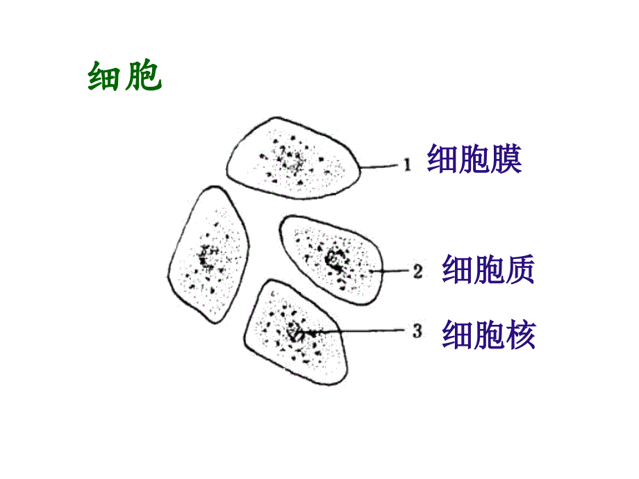 九年级生命科学复习提纲(上)._第1页