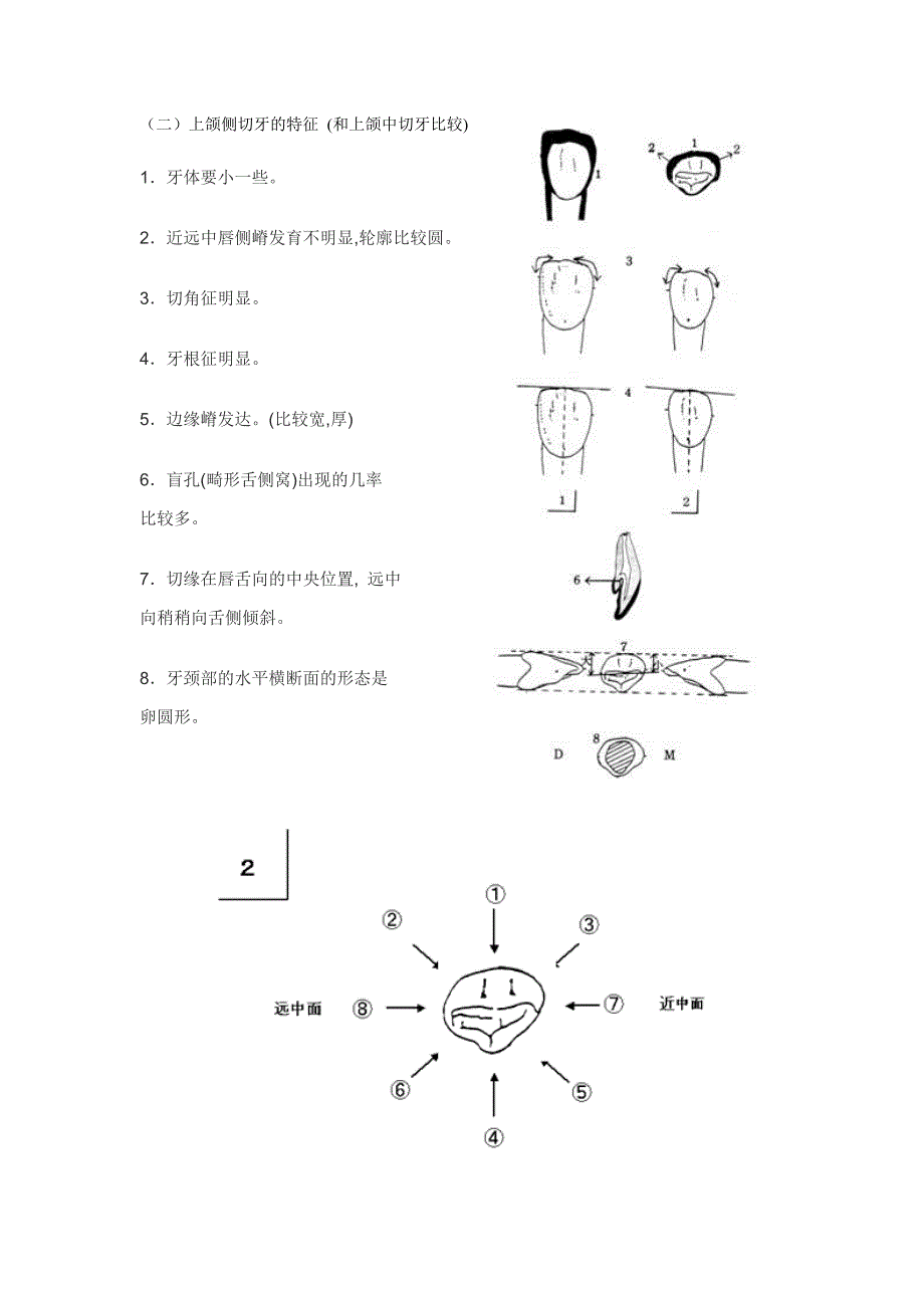 各个牙体雕刻之基本形态要求综述_第4页