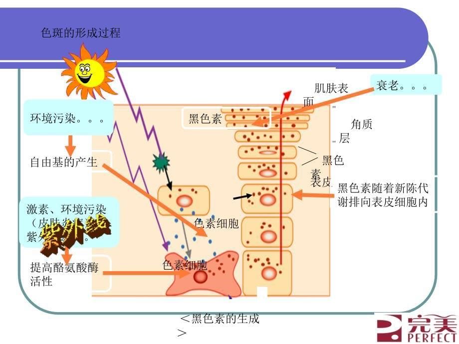 美白皮肤常识篇_第5页