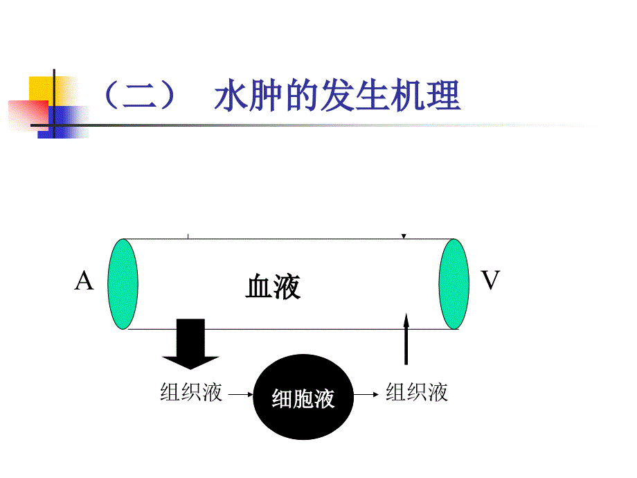 第二章--水肿_第2页