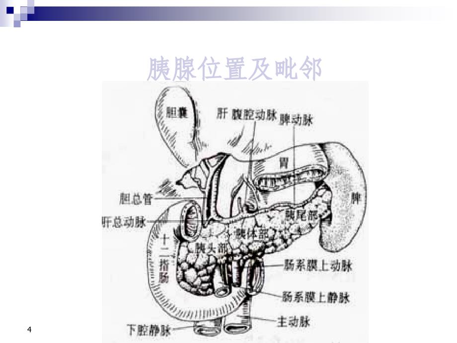 胰腺疾病的超声诊ppt课件_第4页