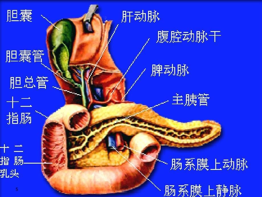 胰腺疾病的超声诊ppt课件_第5页