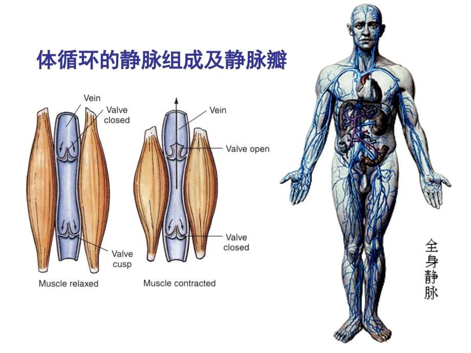 人体解剖学 循环系统2汇编_第5页