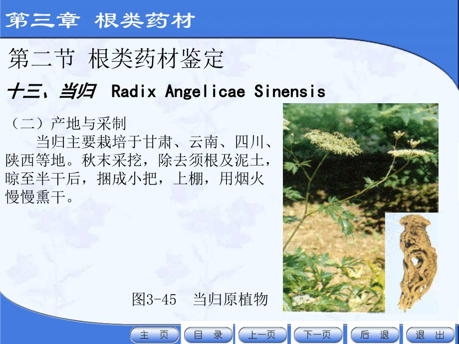 第三章根类药材第二节(十三)当归(十八)黄芩_第2页