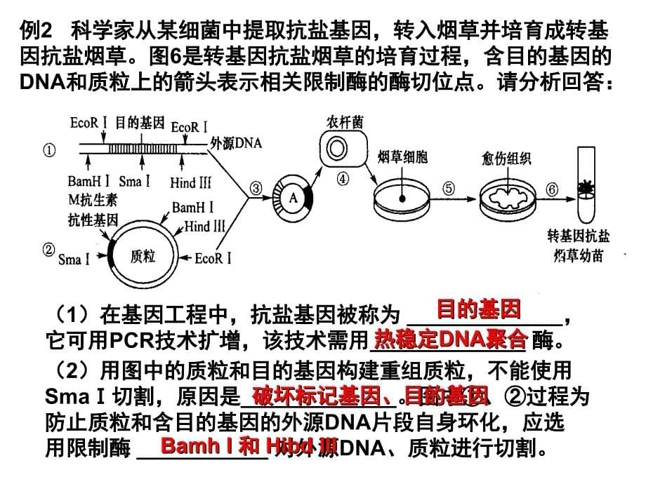 二轮复习：基因工程讲解_第5页