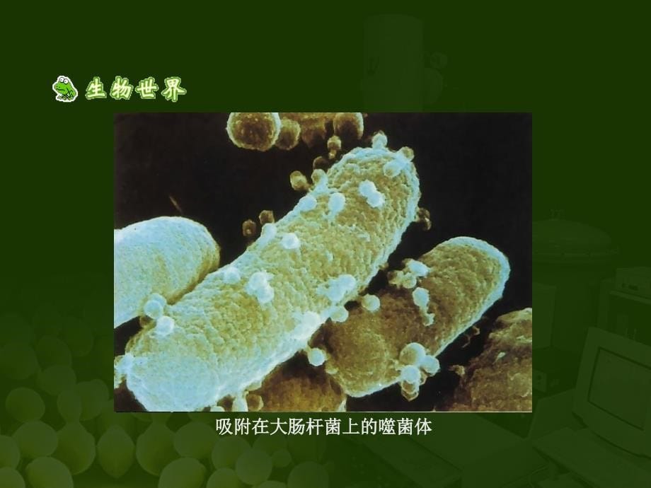 郭媛 没有细胞结构的微小生物――病毒综述_第5页
