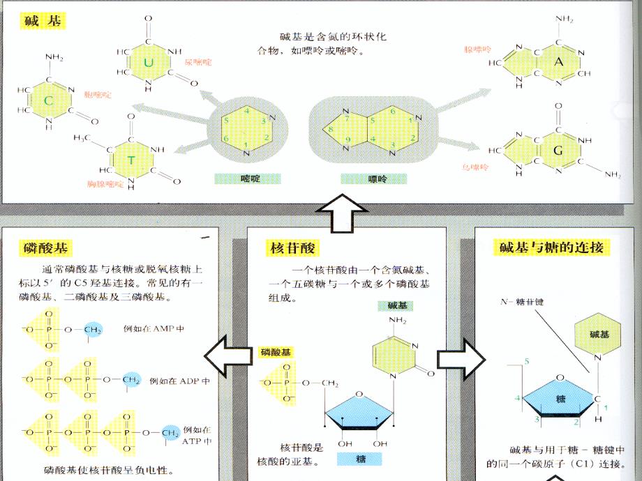 分子生物学 核酸的结构与功能综述_第3页