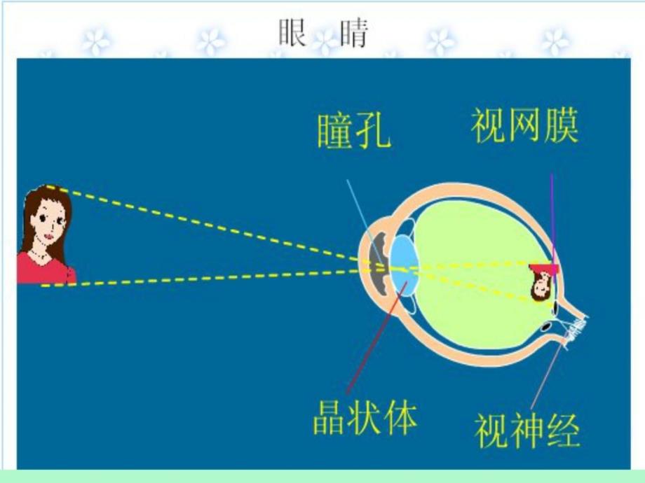 眼睛与光学仪器好_第1页