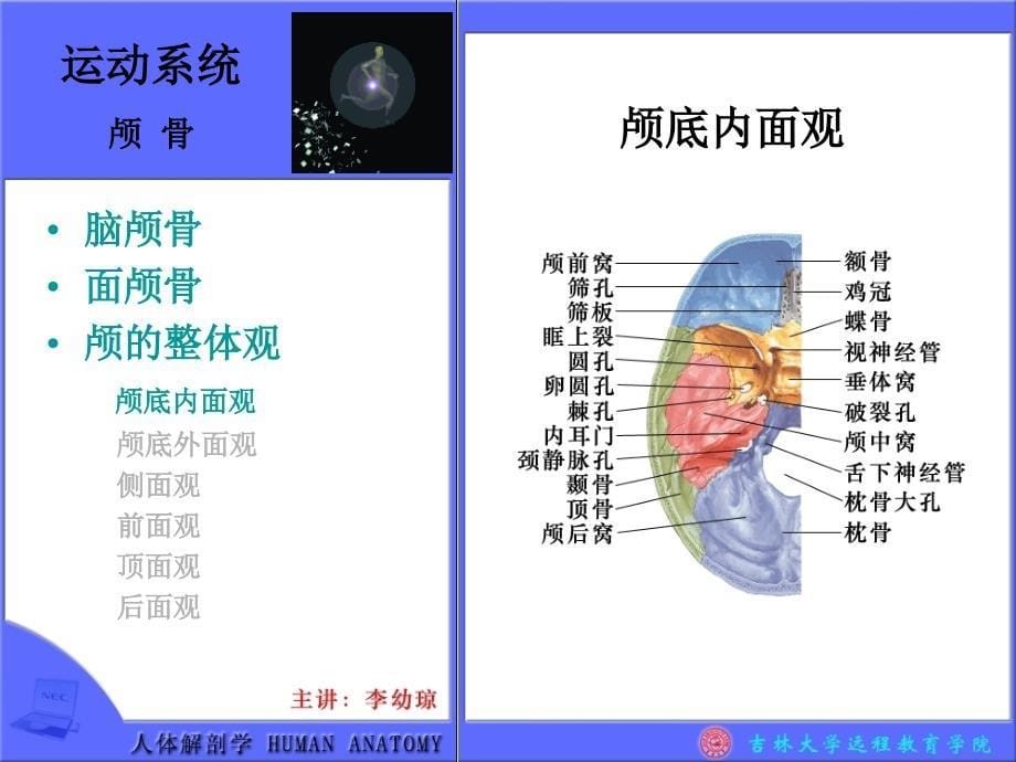 运动系统颅骨脑颅骨面颅骨颅的整体观颅底内面观颅底外面观侧面观 bb_第5页