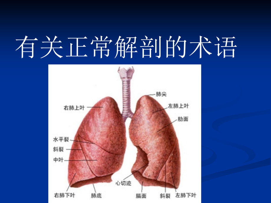 肺部CT影像征象图解讲解_第2页