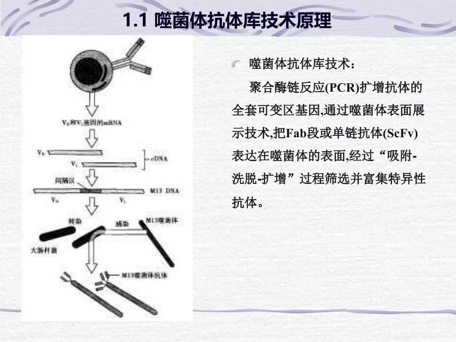 噬菌体抗体库技术综述_第4页