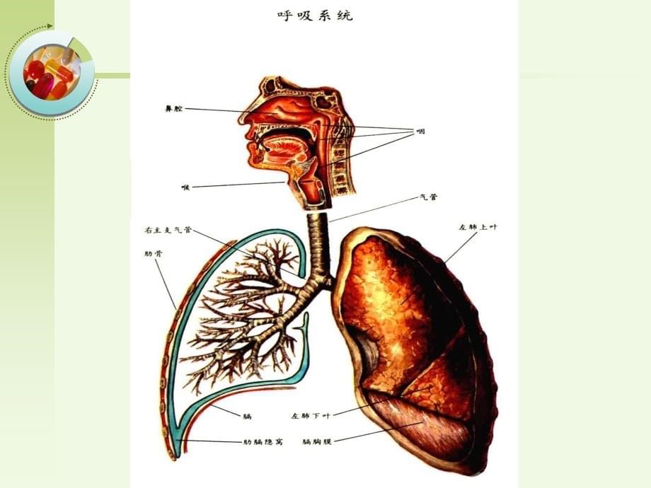 常见病和药物治疗_第5页