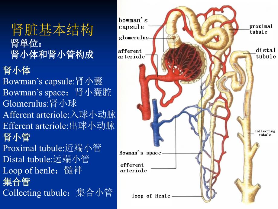 尿液和肾功能检查-诊断学第七版._第3页