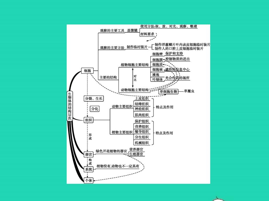 中考生物专题2生物体的结构层次课件_第2页