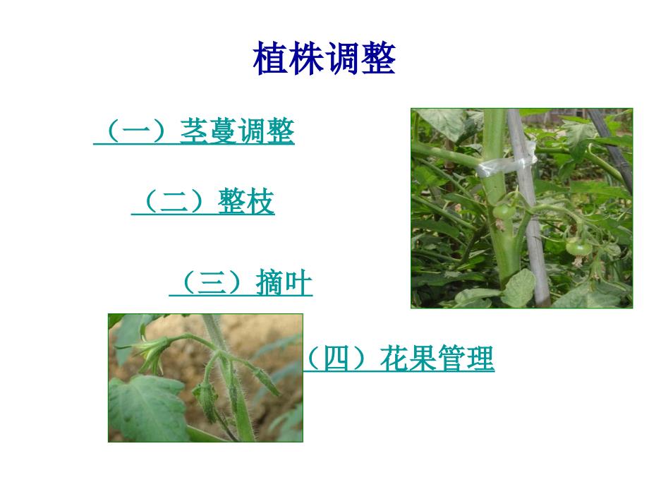 任务一：植株调整_第4页